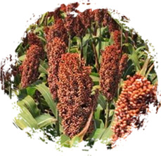 承德琢酒以有機(jī)粳高粱 為主要釀制原料