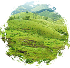 采用山區(qū)光照強(qiáng)、水分足、無(wú)污染的丘陵山地種植