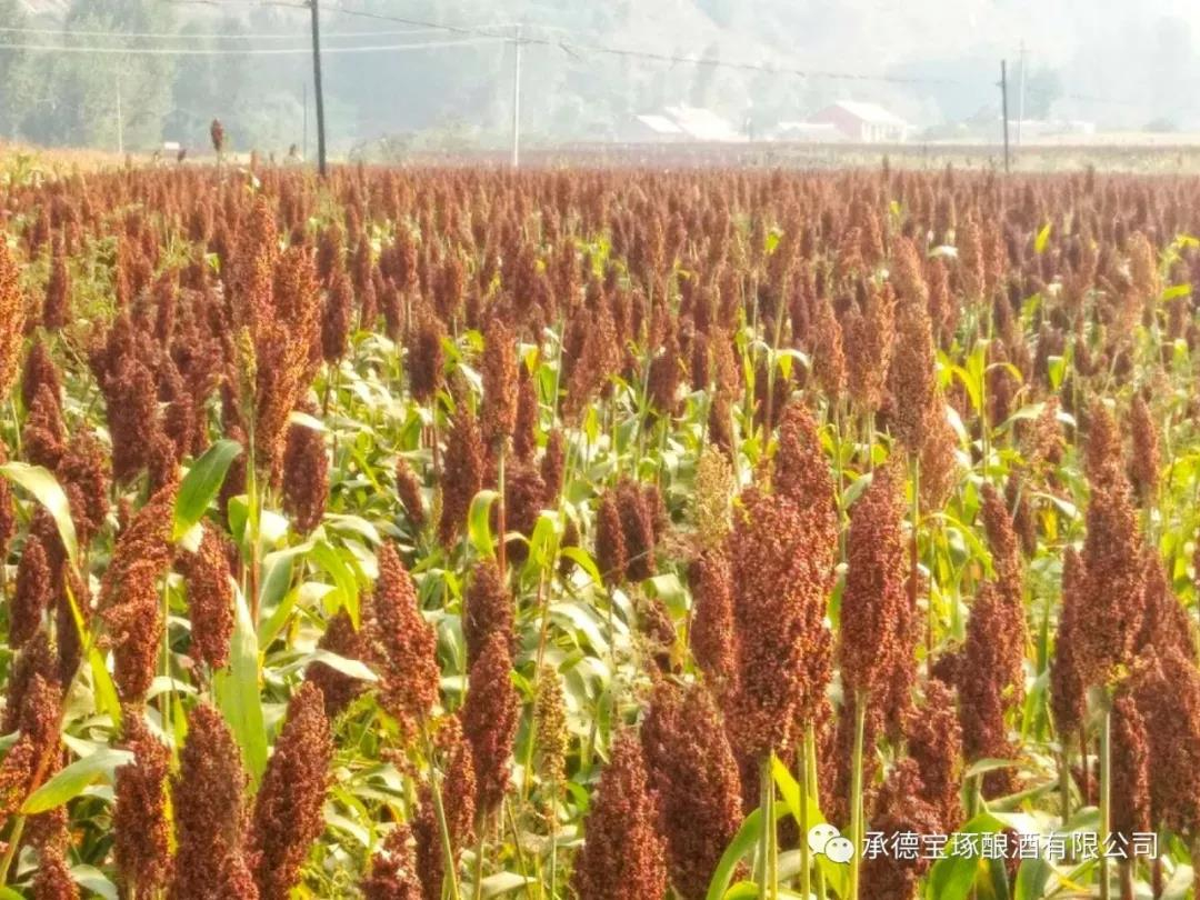 千畝生態(tài)有機高粱靜待收割季！