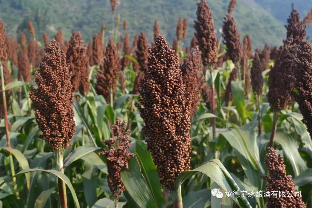 微信圖片_20180918101753