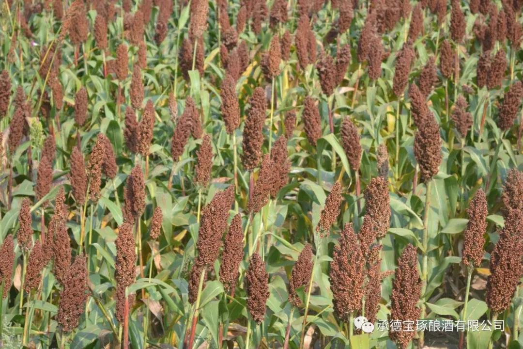 微信圖片_20180918101757